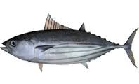 Where can I buy fresh, local Ahi Bigeye Tuna.