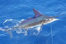 Where can i sell my local Striped marlin.
