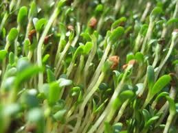 Where can I buy fresh, local Alfalfa sprouts.