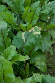 Where can I buy fresh Beet greens Plant from a local farmer.