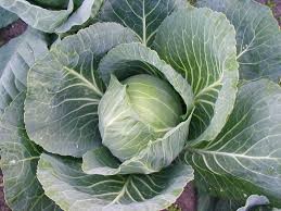 Where can i sell my local Cabbage.