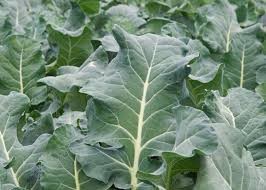 Where can i buy Collard greens?  Find out which local farmer has Collard greens