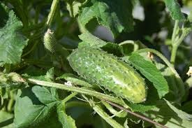 Where can I buy fresh Cucumber from a local farmer.