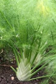 Where can i sell my local Fennel.