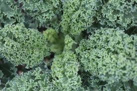 Where can i buy Kale?  Find out which local farmer has Kale