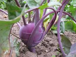Where can i buy Kohlrabi?  Find out which local farmer has Kohlrabi