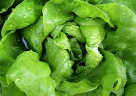 Where can I buy fresh Lettuce from a local farmer.