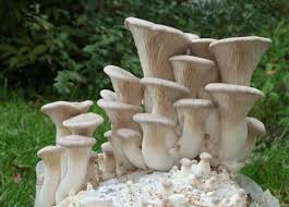 Where can i buy Mushrooms?  Find out which local farmer has Mushrooms