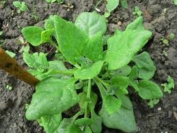 Where can I buy fresh New Zealand spinach from a local farmer.