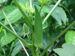 Where can i sell my local Okra.