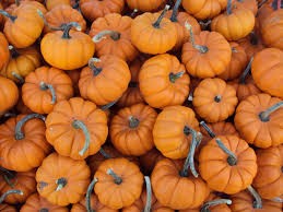 Where can i sell my local Pumpkin.