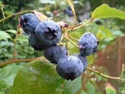Where can i buy Blueberry?  Find out which local farmer has Blueberry