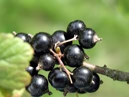Where can i sell my local Blackcurrant.