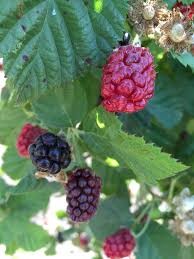 Where can I buy fresh Boysenberry Plant from a local farmer.