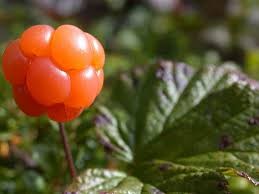 Where can i sell my local Cloudberry.
