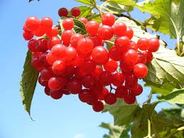 Where can I buy fresh Cranberry from a local farmer.