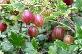 Where can i sell my local Gooseberry.