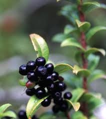 Where can I buy fresh Huckleberry Plant from a local farmer.