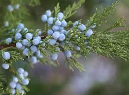 Where can I buy fresh Juniper berry Plant from a local farmer.
