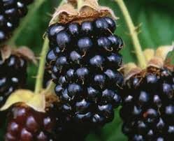 Where can I buy fresh Marionberry Plant from a local farmer.