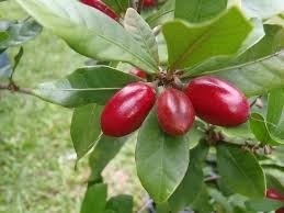 Where can I buy fresh Miracle fruit from a local farmer.