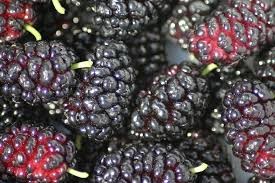 Where can i buy Mulberry?  Find out which local farmer has Mulberry