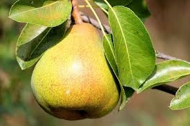 Where can I buy fresh Pear from a local farmer.