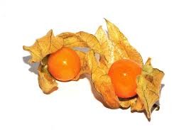 Where can I buy fresh Poha Berry Physalis Plant from a local farmer.