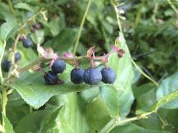 Where can I buy fresh Salal berry Plant from a local farmer.
