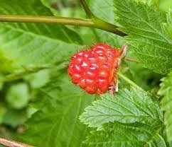 Where can i sell my local Salmonberry.