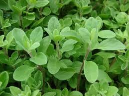 Where can i sell my local Marjoram.