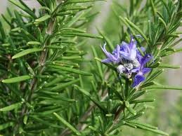 Where can i sell my local Rosemary.