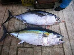 Where can i sell my local Ahi Bigeye Tuna.