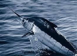 Where can i sell my local Black marlin.