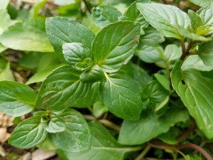 Where can I buy fresh Mint from a local farmer.