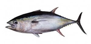 Where can I buy fresh Albacore from a local farmer.