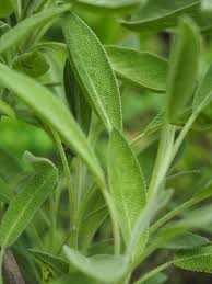 Where can I buy fresh Sage from a local farmer.