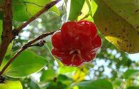 Where can I buy fresh Surinam Cherry from a local farmer.