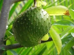 Where can i sell my local Sour Sop.