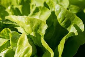 Where can I buy fresh Butter Head Lettuce from a local farmer.
