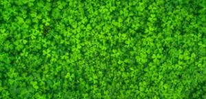 Where can I buy fresh Clover Sprout from a local farmer.