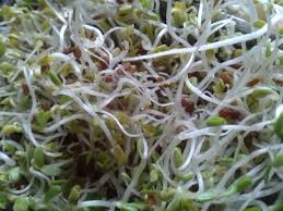 Where can I buy fresh Daikon Radish Sprouts from a local farmer.