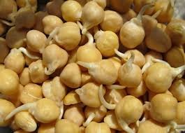 Where can I buy fresh Sprouted Garbanzo Beans from a local farmer.