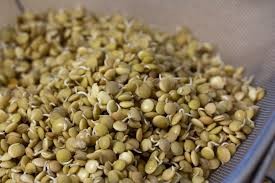 Where can I buy fresh Sprouted Red Lentil from a local farmer.