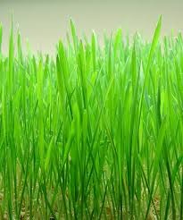 Where can i sell my local Wheatgrass Sprouts.