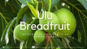 Where can i buy Ulu Breadfruit?  Find out which local farmer has Ulu Breadfruit