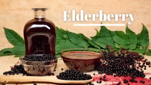 Where can I buy fresh Elderberry from a local farmer.