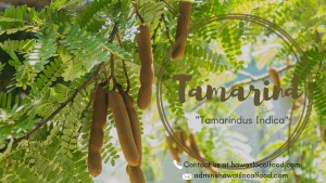 Where can i sell my local Tamarind.