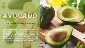Where can i buy Avocado?  Find out which local farmer has Avocado