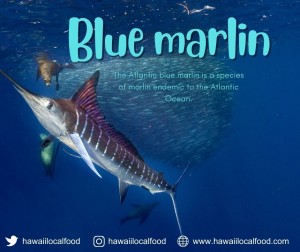 Where can I buy fresh Blue marlin from a local farmer.